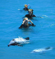 Dolphins, Akaroa, New Zealand 