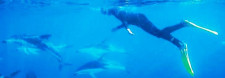 Dolphin Viewing and Swimming Cruise