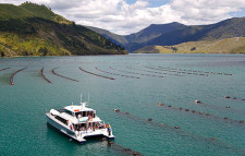 Greenshell Mussel Cruise, New Zealand