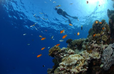 Great Barrier Reef Diving, Cairns, Australia