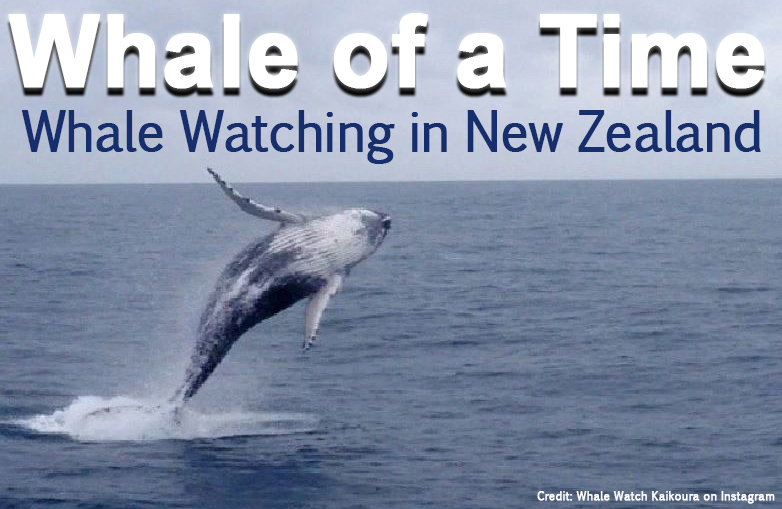humpback whale watching kaikoura