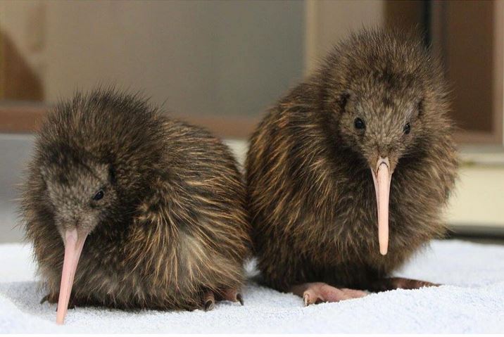 Adorable Baby Kiwi Birds