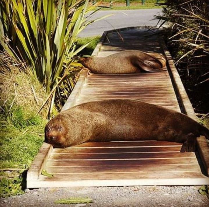 New Zealand Fur Seals Kaikoura