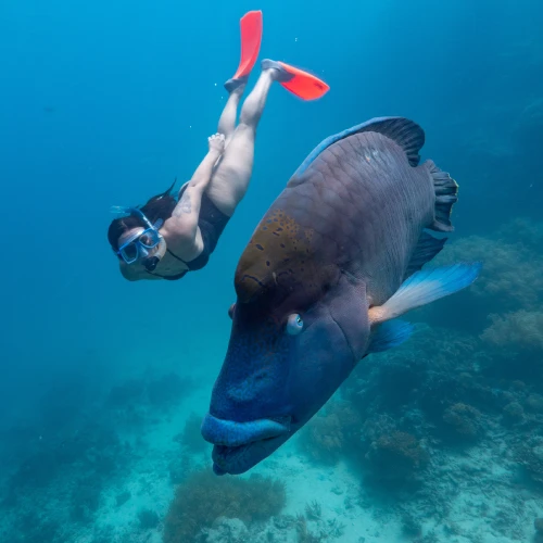 Snorkeling at the Great Barrier Reef. Photo Credit: Tropical Tourism North Queensland