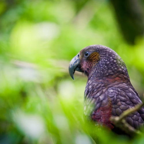 Zealandia kākā Photo Credit: WellingtonNZ, Jeeff McEwan